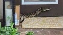 Image for story: Amazon worker bit by highly venomous snake while delivering package on front porch