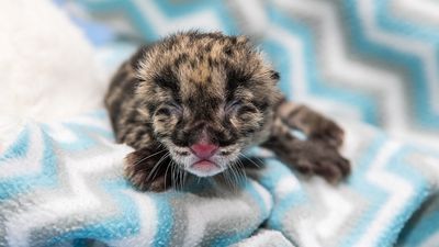 Image for story: Surprise! Nashville Zoo's clouded leopard thought to be a male is actually a female 