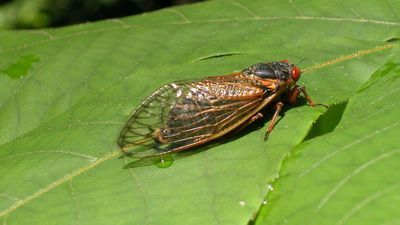 Image for story: 'Going to be a delicacy': If you've ever wanted to eat a cicada, your time is coming