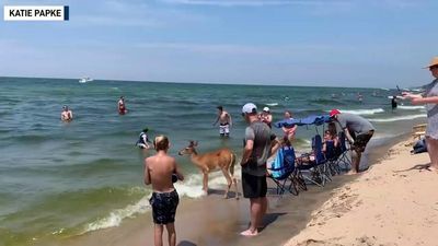 Image for story: WATCH: Deer hangs out at Michigan beach