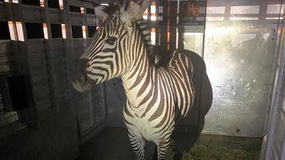 Image for story: Elusive zebra recovered after 6 days on the run in Washington state