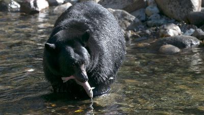 Image for story: The Bear necessities? You can find them now in vending machines