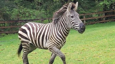 Image for story: Former rodeo bullfighter and horse trainer couple wrangle lost zebra back to her owner