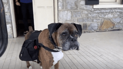 Image for story: PHOTOS: Wine doggo at Maryland winery delivers bottles curbside during COVID-19 pandemic