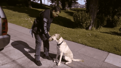 Image for story: San Francisco police introduce new K9 to the public