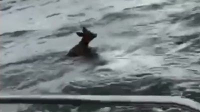 Image for story: Oh deer! Watch as boaters save fawn from waters in Washington