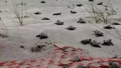 Image for story: Baby sea turtles hatch on South Carolina beach