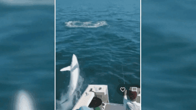 Image for story: 'I just held my breath': Video shows shark jumping into charter boat