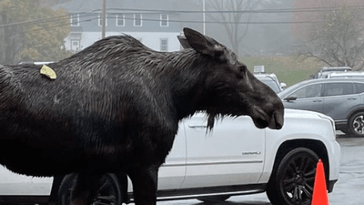 Image for story: Not a nursery rhyme: Moose on the loose shows up at school