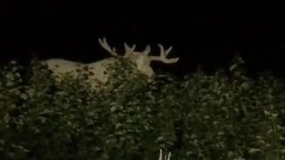 Image for story: Swedish police spot rare white moose