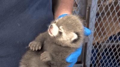 Image for story: Milwaukee County Zoo welcomes 'adorable and perfect' red panda cub 