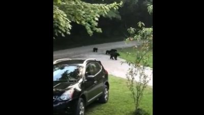 Image for story: Black bear and her cubs visit Tennessee family home