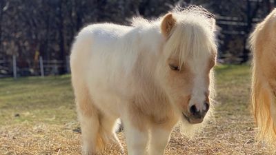 Image for story: Rescued Massachusetts miniature horse a Cadbury Bunny contender