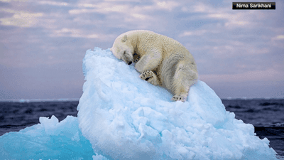 Image for story: Polar bear's icy nap wins top wildlife photography prize