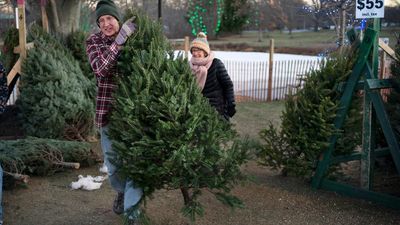 Image for story: Christmas tree syndrome could trigger your allergies or asthma