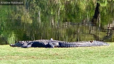 Image for story: Now that's a hazard! South Carolina golfer's ball lands on alligator's back