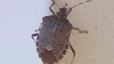 Image for story: Stink bug season: Here's how to get rid of them