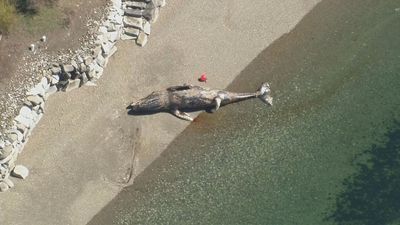 Image for story: 41-foot gray whale washes ashore in Washington state