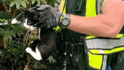 Image for story: Police officer rescues cat running loose on bridge