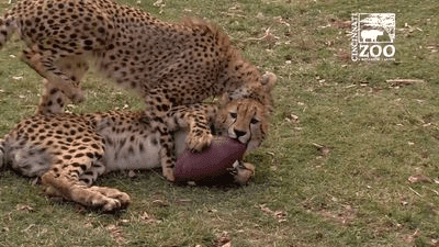 Image for story: Cincinnati Zoo animals make their Super Bowl picks