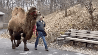 Image for story: Animals get an eyeful as camels tour Syracuse Zoo