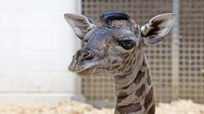 Image for story: Texas zoo holds naming contest for newborn giraffe