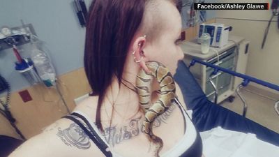 Image for story: Portland woman gets python stuck in her gauge piercing 