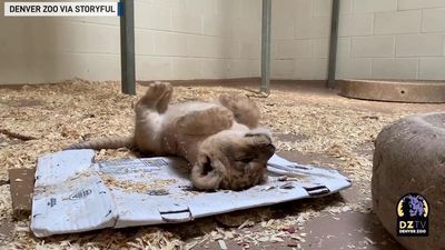 Image for story: Curious lion cub meets dad for first time at Denver Zoo