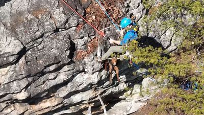 Image for story: Cliffhanger: Tennessee crews get their goats in rocky ridgeside rescue