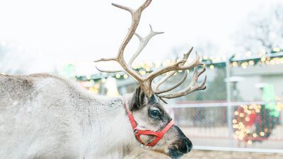 Image for story: See Santa's reindeer, 1 million holiday lights: Tenn. garden turns into winter wonderland