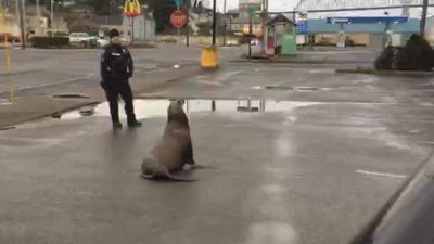 Image for story: WATCH: Sea lion wanders into Astoria, Ore. before police sgt. leads it back to water