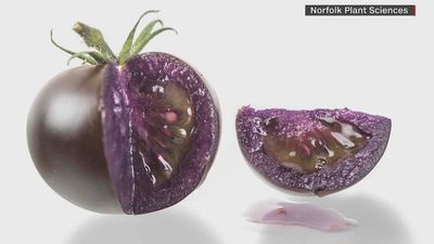 Image for story: USDA approves genetically modified purple tomatoes