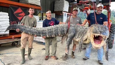 Image for story: Mississippi hunters shatter state record with colossal 14-foot alligator catch