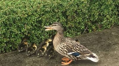 Image for story: 9 ducklings escape from county jail in Oregon