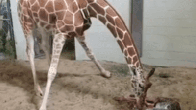 Image for story: Giraffe gives birth in Colorado's Cheyenne Mountain Zoo