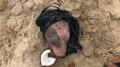 Image for story: Dog rescued after being buried alive on Hawaii beach