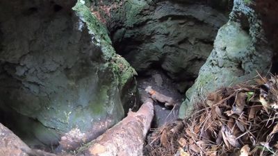 Image for story: Group of  Good Samaritans rescues dog from a cave in Florida