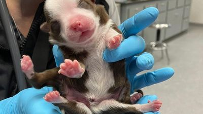 Image for story: First 6-legged dog born alive beating the odds in Oklahoma City, veterinary hospital says