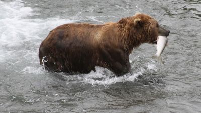 Image for story: Fat Bear Week is back. Choose your bruin carefurly!