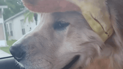 Image for story: Golden retriever in a duck hat grabs attention on social media