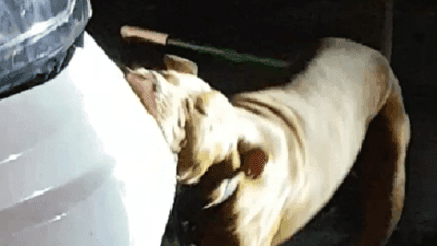 Image for story: Video of car-eating dog in Dalton, Ga. goes viral