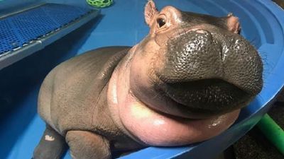 Image for story: Fiona the hippo continues to pack on the pounds