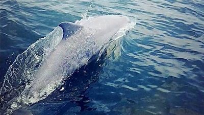 Image for story: 'Look how many!' Virginia family captures video of dolphins up close