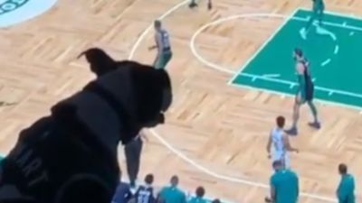 Image for story: Ball is life: dog attends Celtics game in Boston