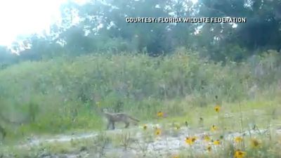 Image for story: WATCH: Cute moment between mother panther and her cub