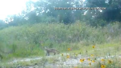 Image for story: WATCH: Cute moment between mother panther and her cub