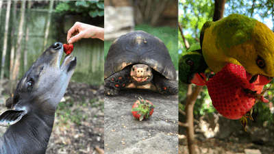 Image for story: PHOTOS | Nashville Zoo animals enjoy strawberries donated after graduation 