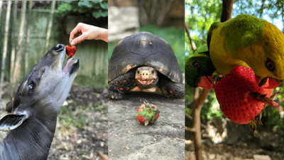 Image for story: PHOTOS | Nashville Zoo animals enjoy strawberries donated after graduation 