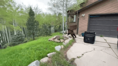 Image for story: VIDEO: Official frees bear trapped inside a locked truck