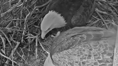 Image for story: Gutsy raccoon climbs 90 feet into bald eagles' nest